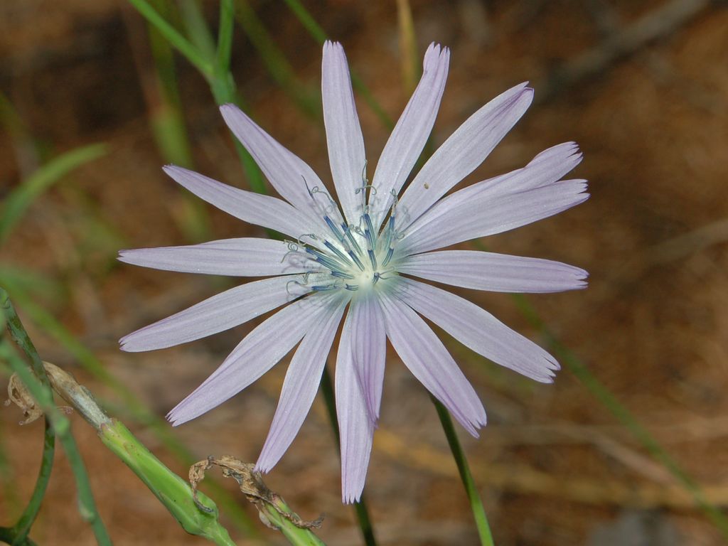 Lactuca perennis / Lattuga rupestre